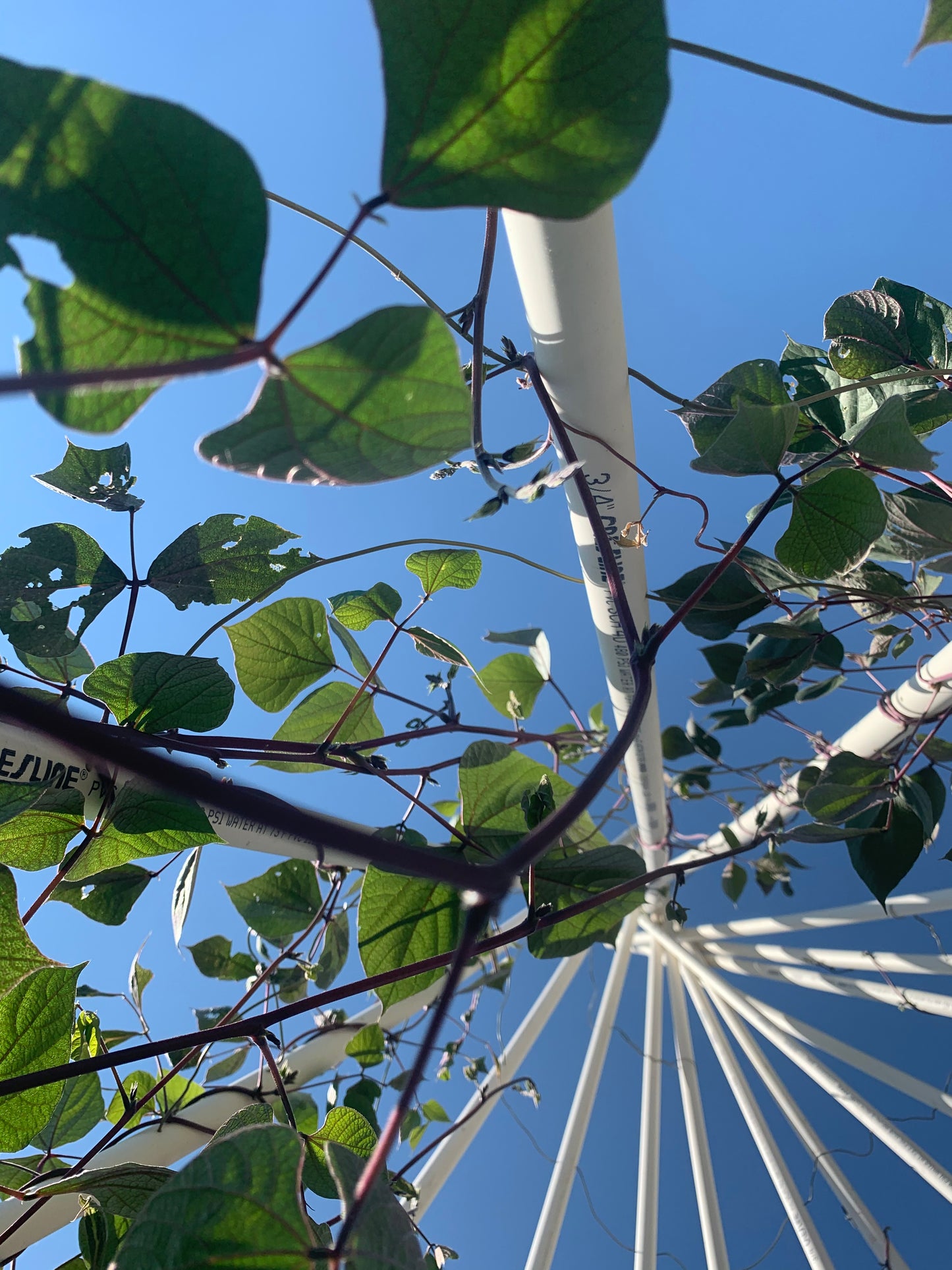 Hyacinth Bean-Ruby Moon
