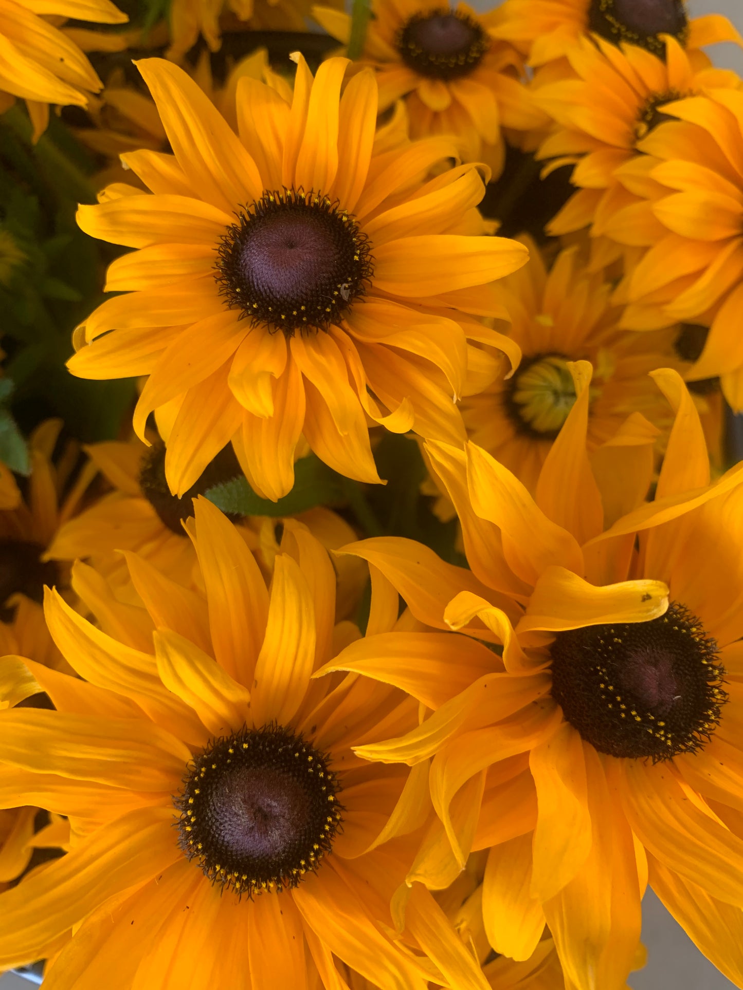 Cut Flower Garden Grow Along