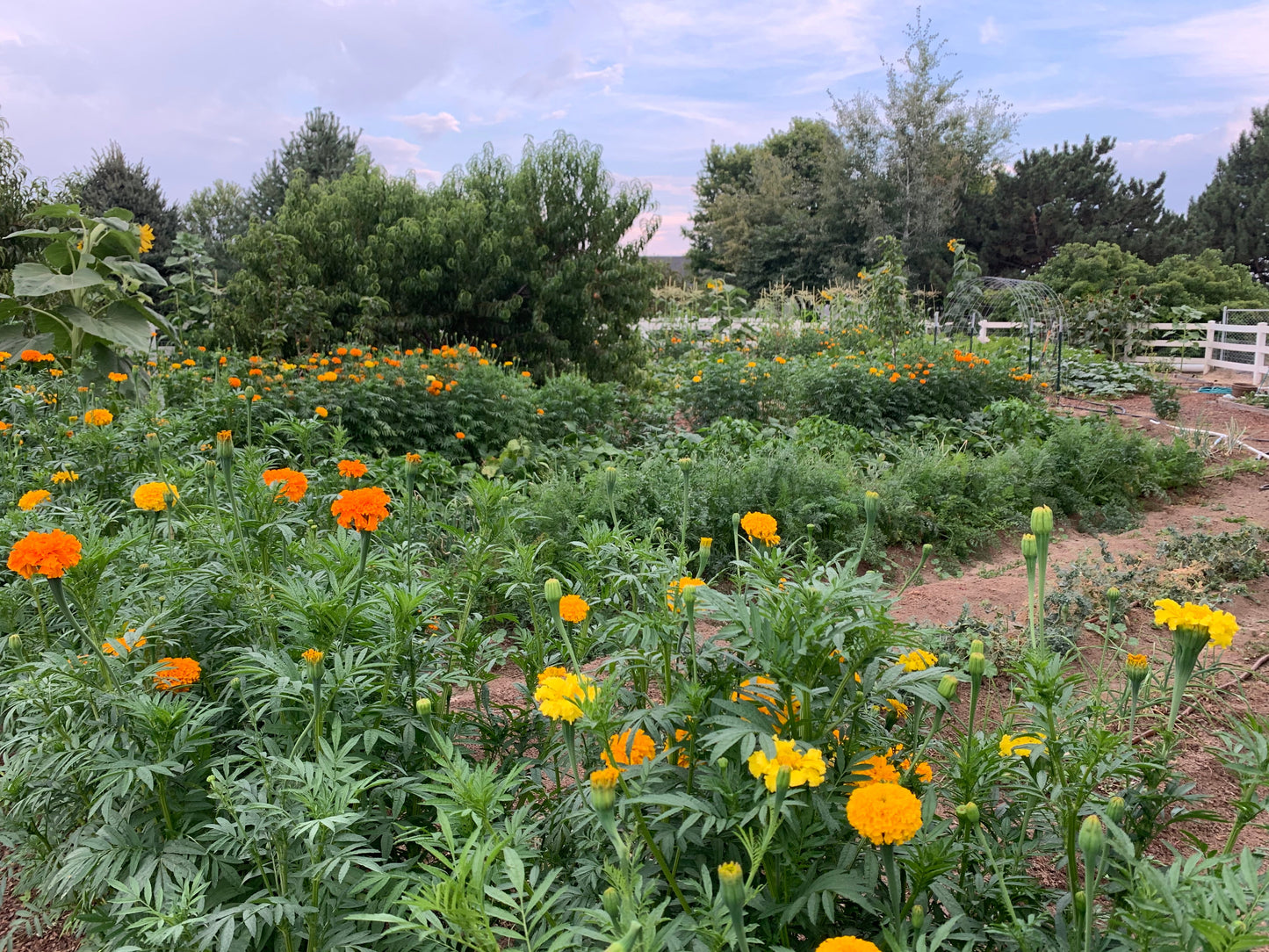 Vegetable Garden Grow Along