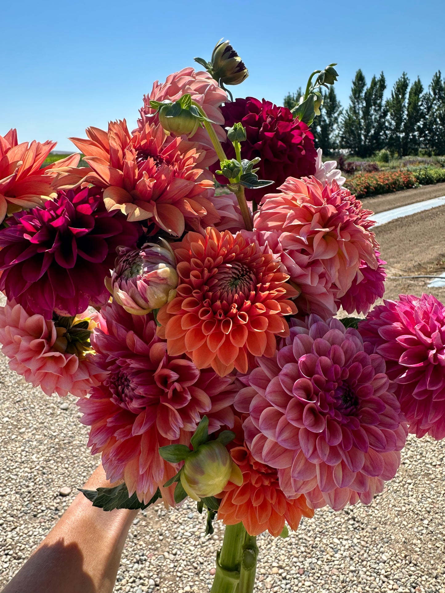 Dahlia Bouquet Subscription