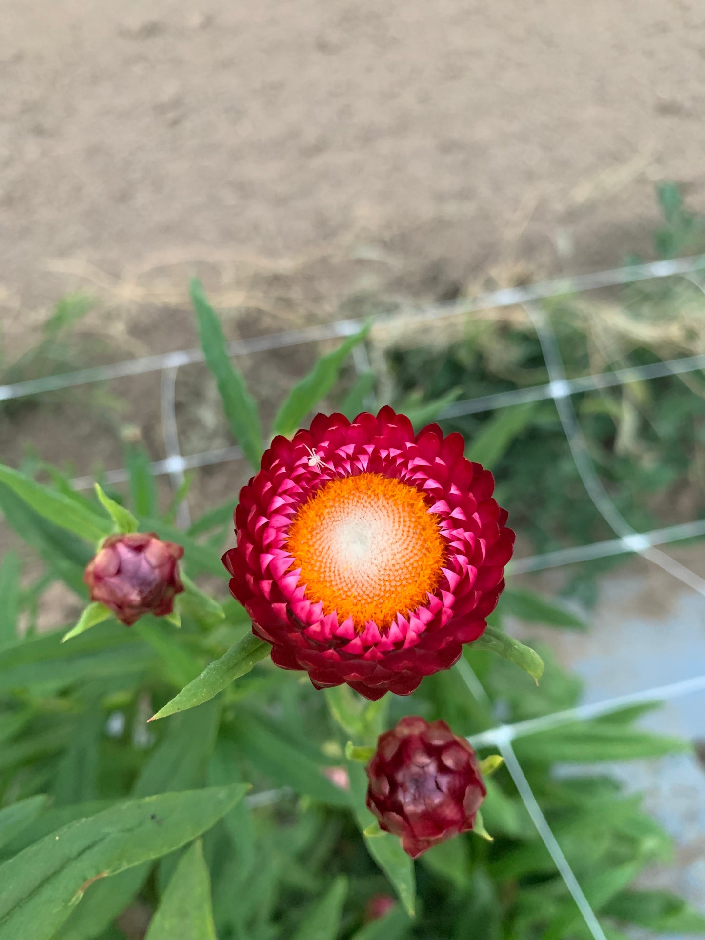 Strawflower Seed