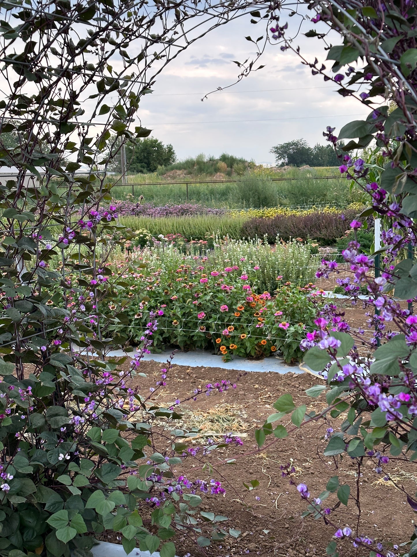Hyacinth Bean-Ruby Moon