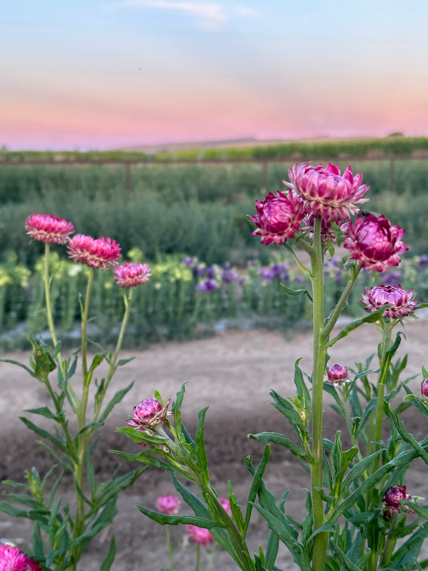 Strawflower Seed