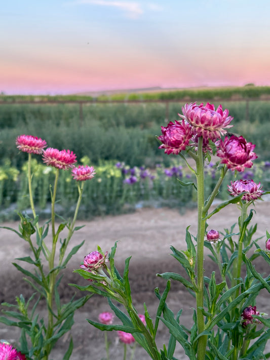 Strawflower Seed