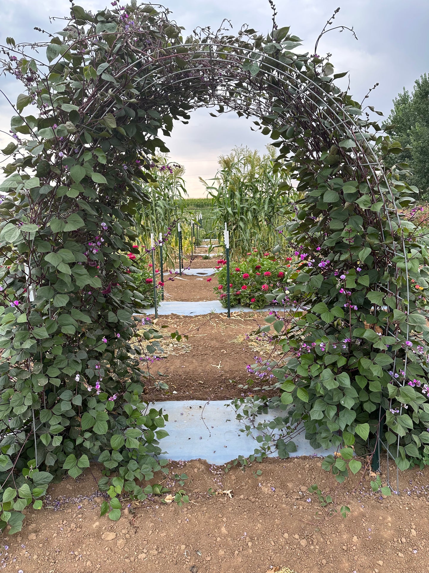 Hyacinth Bean-Ruby Moon