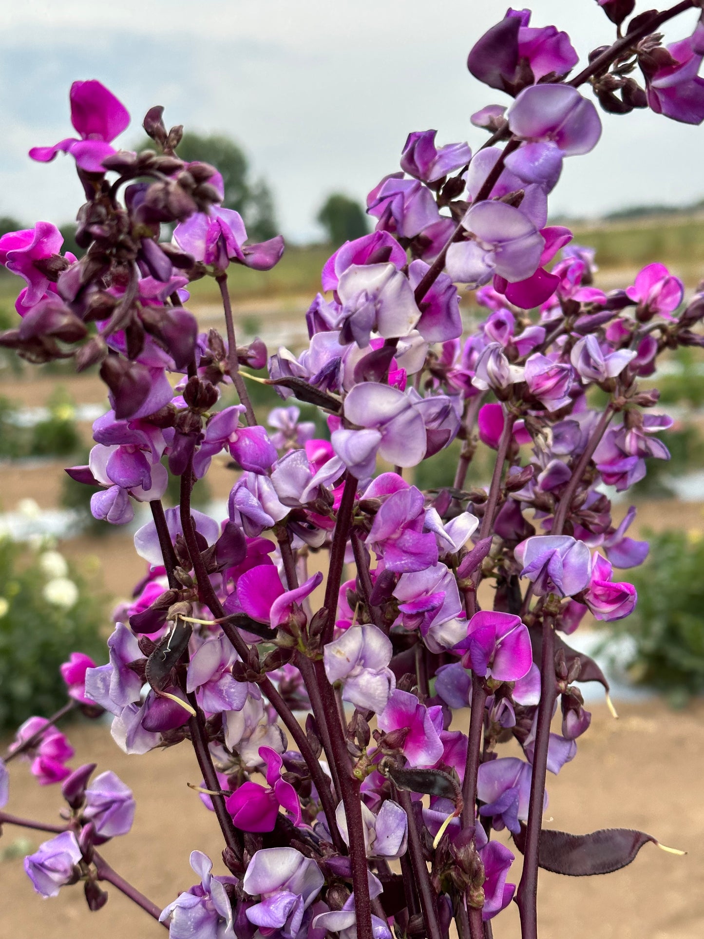 Hyacinth Bean-Ruby Moon