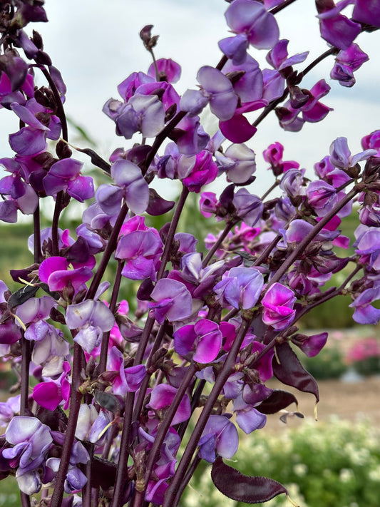 Hyacinth Bean-Ruby Moon