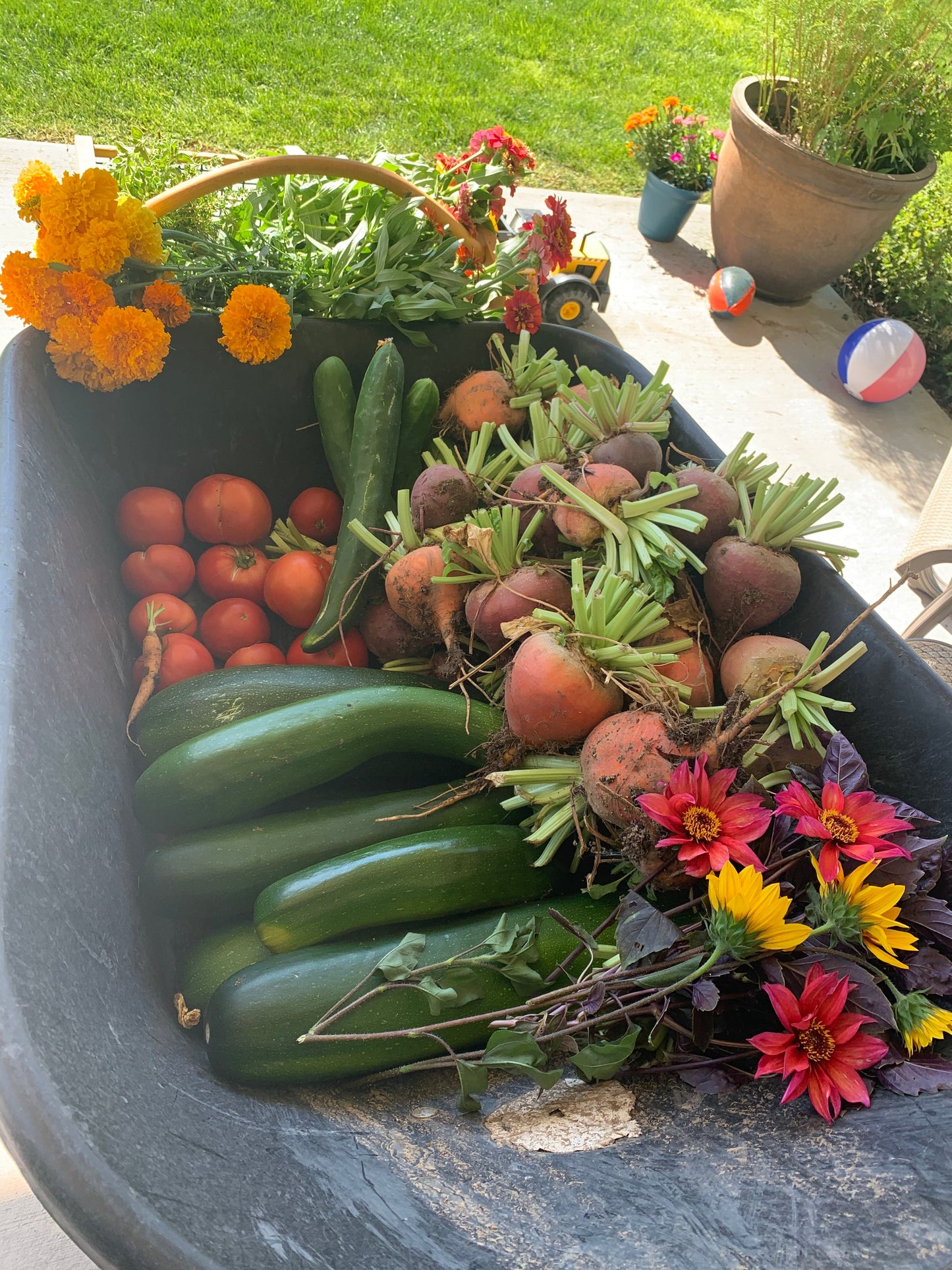 Vegetable Garden Grow Along