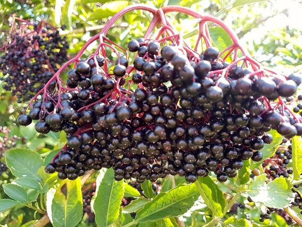 Elderberry Immunity Kit