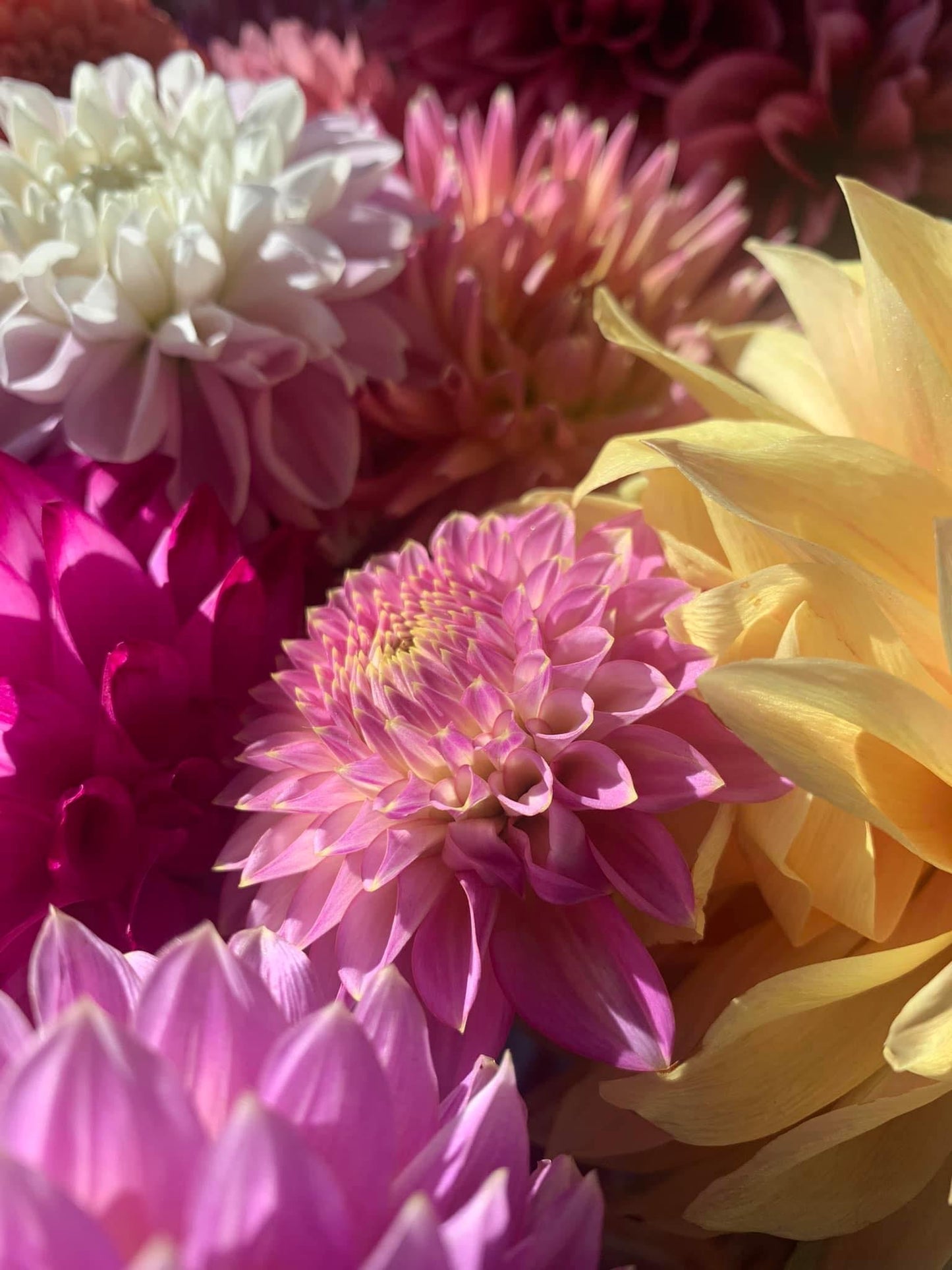 Dahlia Bouquet Subscription