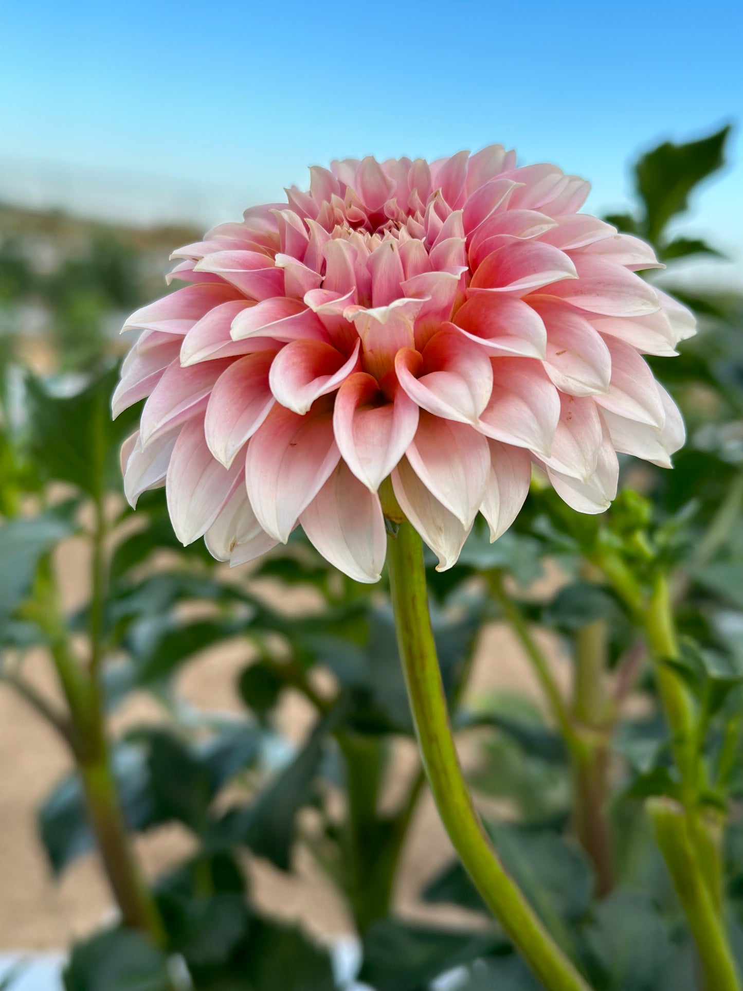 Dahlia Bouquet Subscription