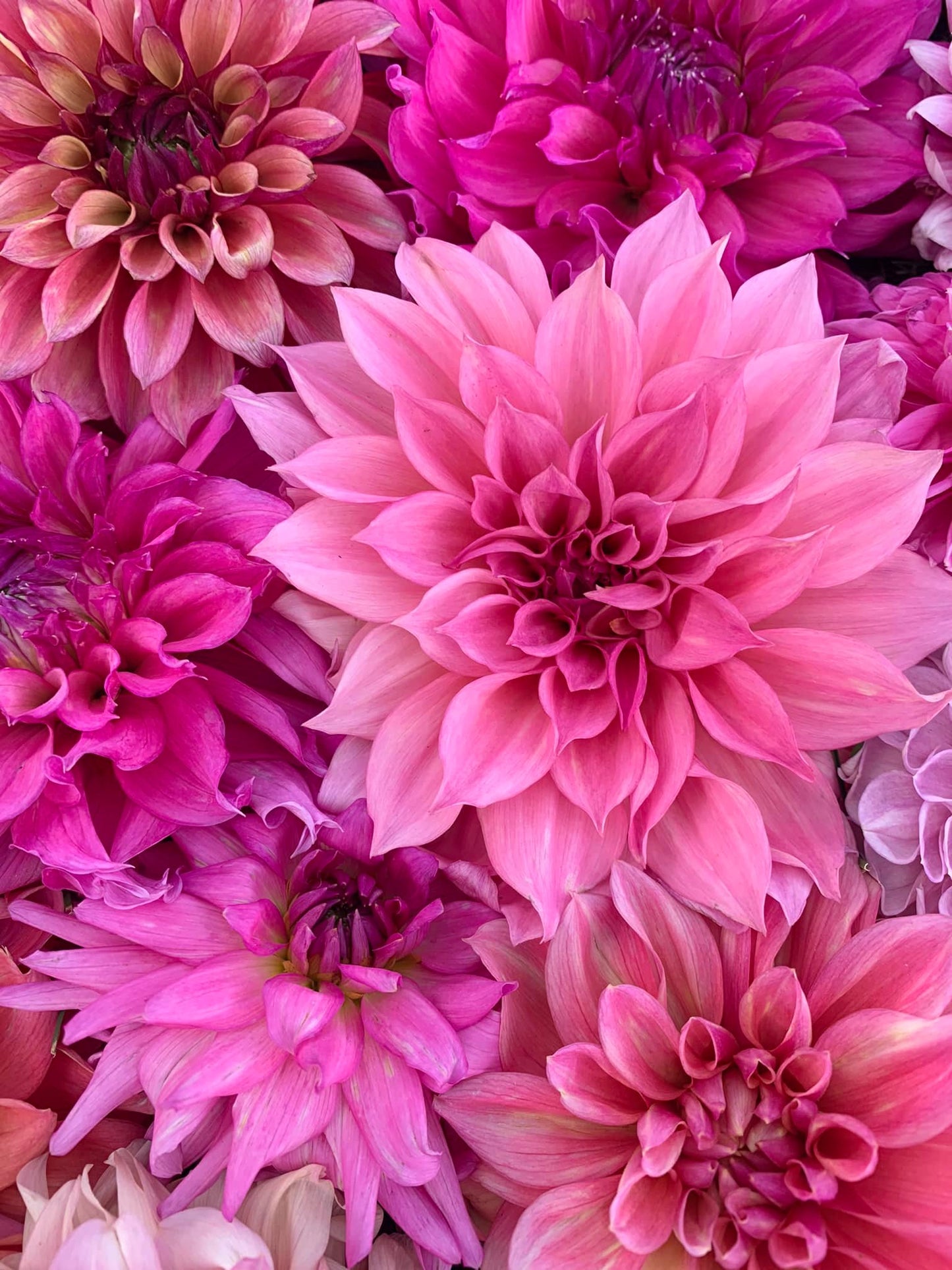 Dahlia Bouquet Subscription
