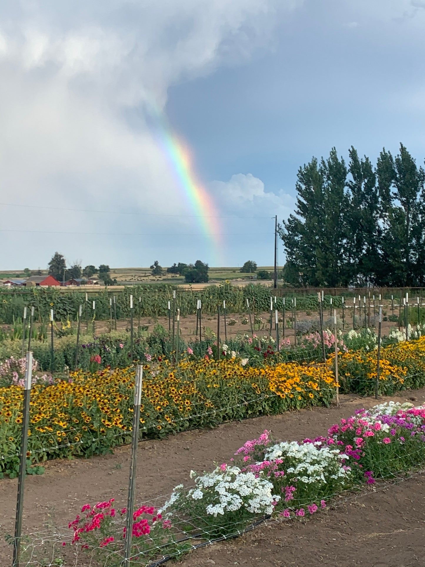 Flower U-Pick at the Farm